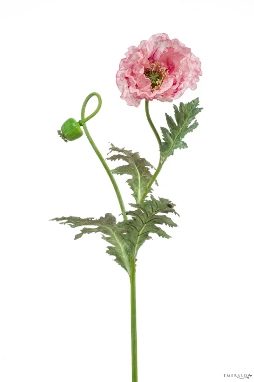 Papaver roze